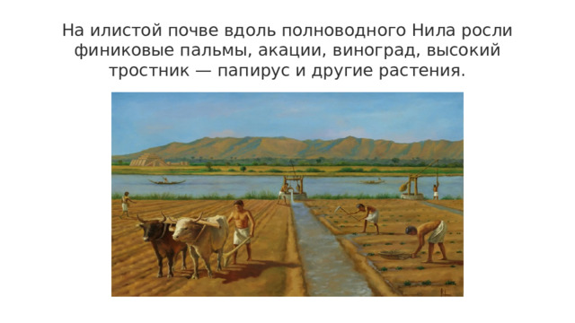 На илистой почве вдоль полноводного Нила росли финиковые пальмы, акации, виноград, высокий тростник — папирус и другие растения. 