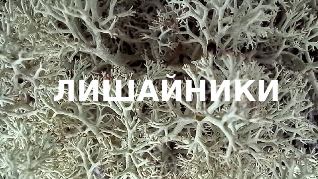 ЛИШАЙНИКИ 