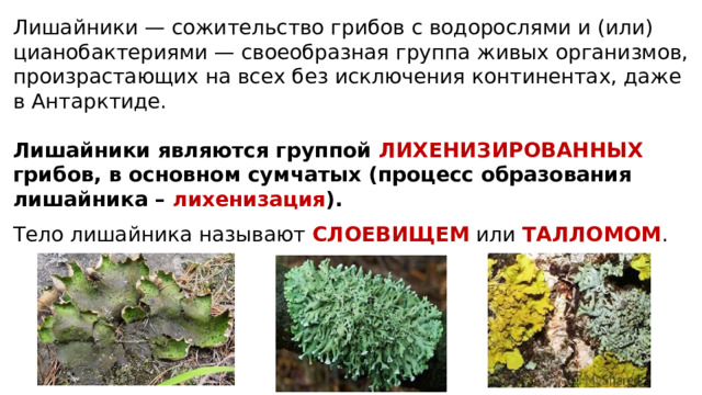 Лишайники — сожительство грибов с водорослями и (или) цианобактериями — своеобразная группа живых организмов, произрастающих на всех без исключения континентах, даже в Антарктиде. Лишайники являются группой ЛИХЕНИЗИРОВАННЫХ грибов, в основном сумчатых (процесс образования лишайника – лихенизация ).   Тело лишайника называют СЛОЕВИЩЕМ или ТАЛЛОМОМ . 