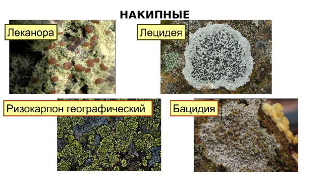 НАКИПНЫЕ 