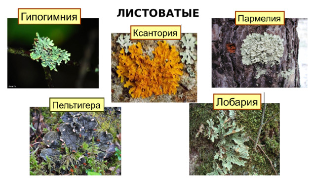 ЛИСТОВАТЫЕ 