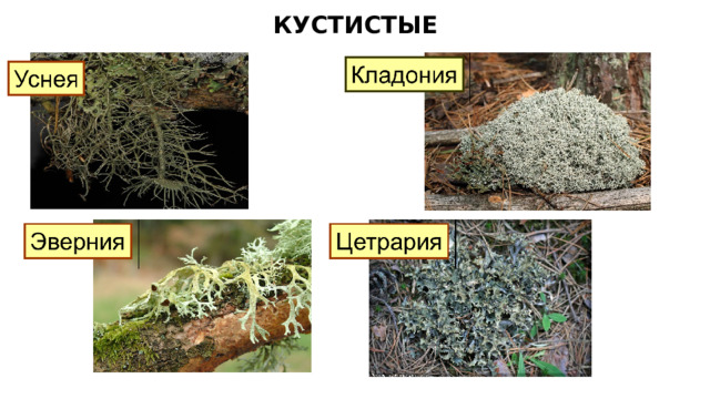КУСТИСТЫЕ 