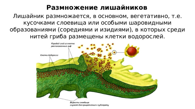 Размножение лишайников Лишайник размножается, в основном, вегетативно, т.е. кусочками слоевища или особыми шаровидными образованиями (соредиями и изидиями), в которых среди нитей гриба размещены клетки водорослей. 