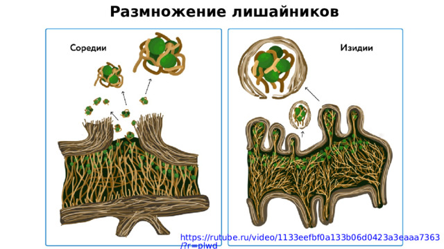 Размножение лишайников https://rutube.ru/video/1133eefbf0a133b06d0423a3eaaa7363/?r=plwd 