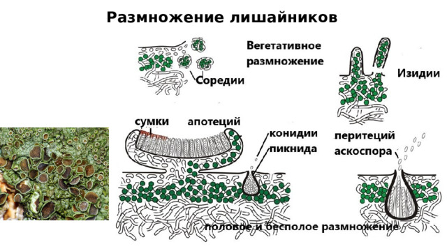 Размножение лишайников Пикнида (от греч. pyknos — плотный, густой) — плодовое тело бесполого спороношения грибов. Это обычно округлое (грушевидное, овальное, шаровидное) образование с узким отверстием (порой) наверху для выхода спор бесполого размножения (конидий). 10 