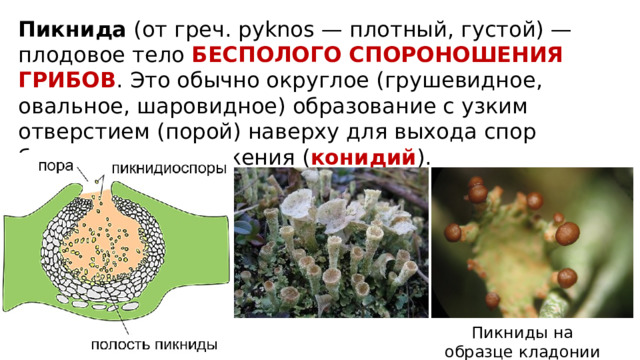 Пикнида (от греч. pyknos — плотный, густой) — плодовое тело БЕСПОЛОГО СПОРОНОШЕНИЯ ГРИБОВ . Это обычно округлое (грушевидное, овальное, шаровидное) образование с узким отверстием (порой) наверху для выхода спор бесполого размножения ( конидий ). Пикниды на образце кладонии крыночковидной 
