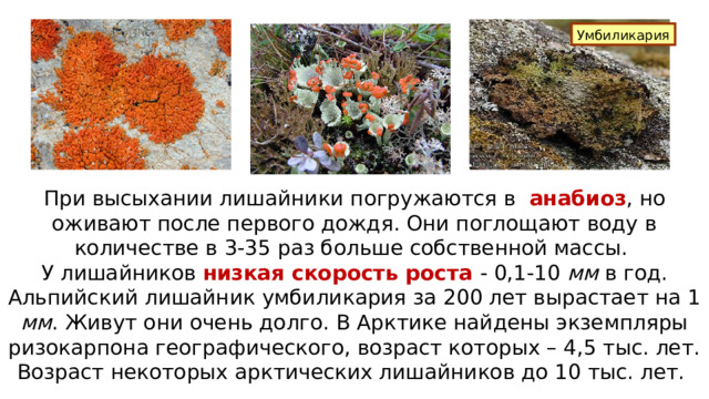 Умбиликария При высыхании лишайники погружаются в анабиоз , но оживают после первого дождя. Они поглощают воду в количестве в 3-35 раз больше собственной массы. У лишайников низкая скорость роста - 0,1-10 мм в год. Альпийский лишайник умбиликария за 200 лет вырастает на 1 мм . Живут они очень долго. В Арктике найдены экземпляры ризокарпона географического, возраст которых – 4,5 тыс. лет. Возраст некоторых арктических лишайников до 10 тыс. лет. 