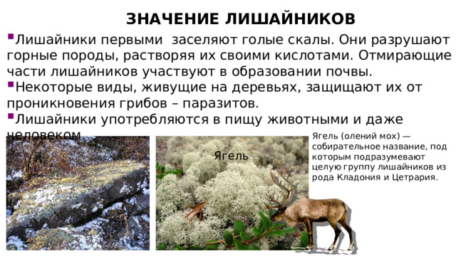 ЗНАЧЕНИЕ ЛИШАЙНИКОВ Лишайники первыми заселяют голые скалы. Они разрушают горные породы, растворяя их своими кислотами. Отмирающие части лишайников участвуют в образовании почвы. Некоторые виды, живущие на деревьях, защищают их от проникновения грибов – паразитов. Лишайники употребляются в пищу животными и даже человеком. Ягель (олений мох) — собирательное название, под которым подразумевают целую группу лишайников из рода Кладония и Цетрария. Ягель 