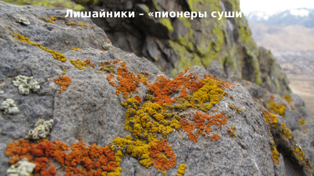 Лишайники – «пионеры суши» 10 
