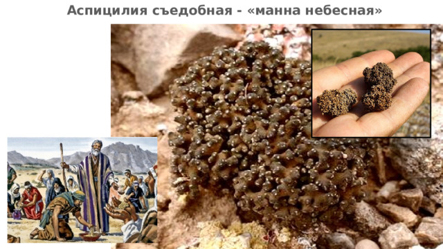 Аспицилия съедобная - «манна небесная» Происхождение  выражения — книга «Исход» в Ветхом Завете. Согласно ей, когда евреи покинули Египет и бродили по пустыне, им приходилось сталкиваться с недостатком продовольствия. В ответ на их молитвы Бог послал с небес манну — своеобразное пищевое вещество, которое появлялось каждое утро, когда опадал иней. Слово «манна» в переводе с иврита означает «что это?», так как народ удивился этому неизвестному продукту. Небесная манна являлась подобием хлеба и в то же время сладкой, вкусом напоминая мёд.  10 