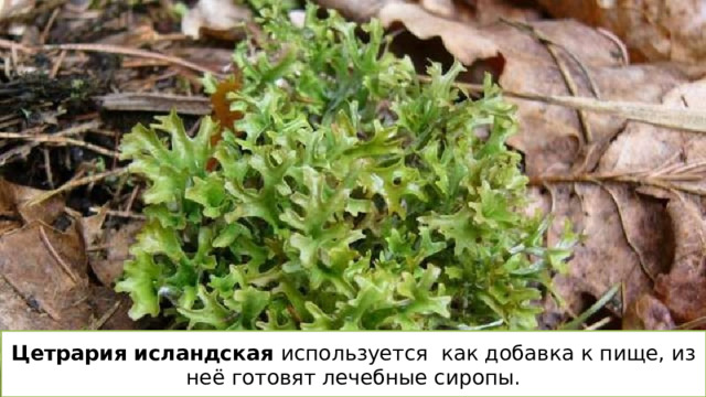 Цетрария исландская используется как добавка к пище, из неё готовят лечебные сиропы. 