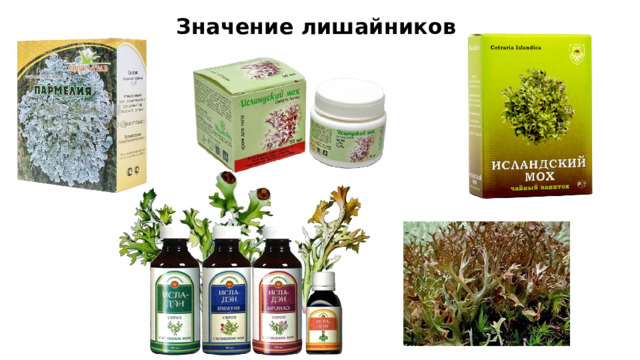 Значение лишайников 