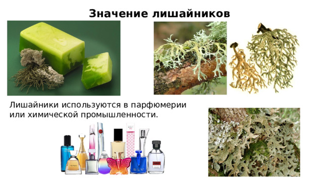 Значение лишайников Лишайники используются в парфюмерии или химической промышленности. 