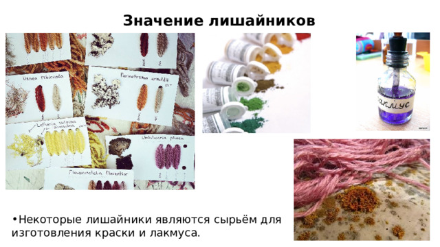 Значение лишайников Некоторые лишайники являются сыpьём для изготовления кpаски и лакмуса. 10 