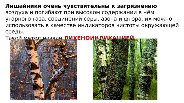 Лишайники очень чувствительны к загрязнению воздуха и погибают при высоком содержании в нём угарного газа, соединений серы, азота и фтора, их можно использовать в качестве индикаторов чистоты окружающей среды. Такой метод назван ЛИХЕНОИНДИКАЦИЕЙ . 