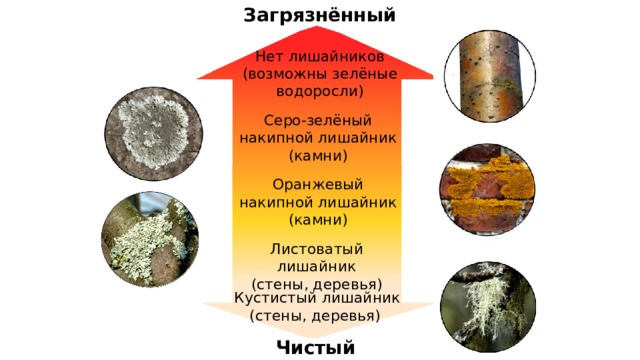 Загрязнённый Нет лишайников (возможны зелёные водоросли) Серо-зелёный накипной лишайник (камни) Оранжевый накипной лишайник (камни) Листоватый лишайник (стены, деревья) Кустистый лишайник (стены, деревья) Чистый 