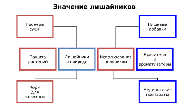 Значение лишайников Пищевые  добавки Пионеры  суши Лишайники Защита  растений Использование  человеком в природе Красители  и  ароматизаторы Корм  для  животных Медицинские  препараты 30 