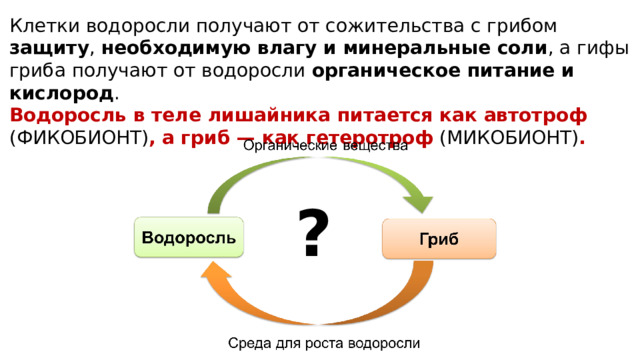 Клетки водоросли получают от сожительства с грибом защиту , необходимую влагу и минеральные соли , а гифы гриба получают от водоросли органическое питание и кислород . Водоросль в теле лишайника питается как автотроф (ФИКОБИОНТ) , а гриб — как гетеротроф (МИКОБИОНТ) . ? 
