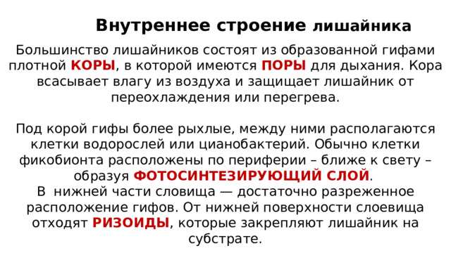 Внутреннее строение лишайника Большинство лишайников состоят из образованной гифами плотной КОРЫ , в которой имеются ПОРЫ для дыхания. Кора всасывает влагу из воздуха и защищает лишайник от переохлаждения или перегрева. Под корой гифы более рыхлые, между ними располагаются клетки водорослей или цианобактерий. Обычно клетки фикобионта расположены по периферии – ближе к свету – образуя ФОТОСИНТЕЗИРУЮЩИЙ СЛОЙ .  В нижней части словища — достаточно разреженное расположение гифов. От нижней поверхности слоевища отходят РИЗОИДЫ , которые закрепляют лишайник на субстрате. Каждому виду лишайника соответствует свой вид водоросли. 