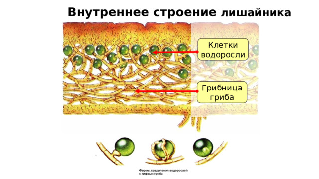 Внутреннее строение лишайника Клетки  водоросли Грибница  гриба Рассмотрим внутреннее строение лишайника. 7 