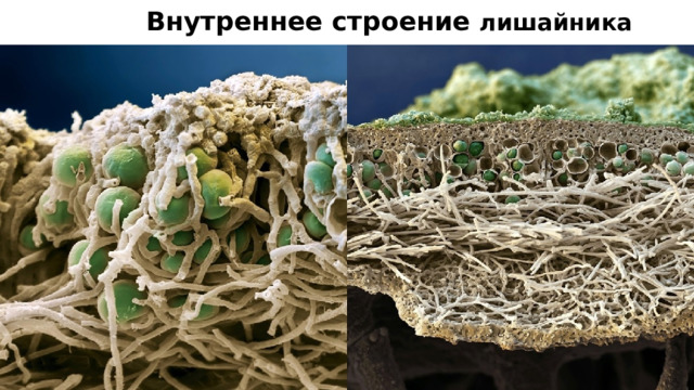 Внутреннее строение лишайника 