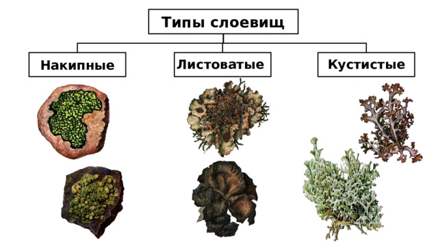 Типы слоевищ Накипные Листоватые Кустистые 10 