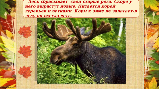  Лось сбрасывает свои старые рога. Скоро у него вырастут новые. Питается корой деревьев и ветками. Корм к зиме не запасает-в лесу он всегда есть. 