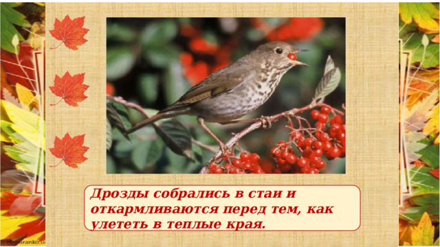 Дрозды собрались в стаи и откармливаются перед тем, как улететь в теплые края. 