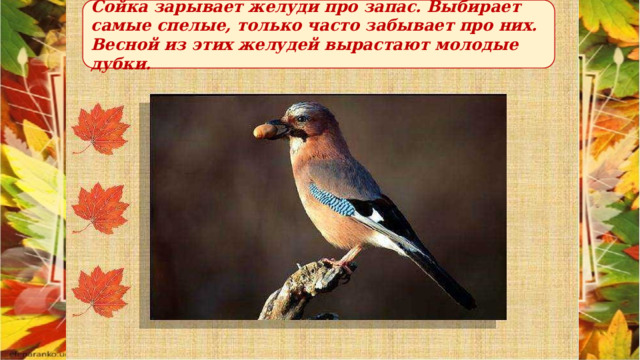 Сойка зарывает желуди про запас. Выбирает самые спелые, только часто забывает про них. Весной из этих желудей вырастают молодые дубки. 