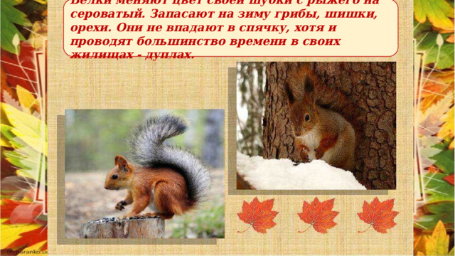  Белки меняют цвет своей шубки с рыжего на сероватый. Запасают на зиму грибы, шишки, орехи. Они не впадают в спячку, хотя и проводят большинство времени в своих жилищах - дуплах.  