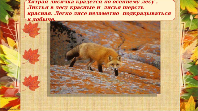  Хитрая лисичка крадется по осеннему лесу . Листья в лесу красные и лисья шерсть красная. Легко лисе незаметно подкрадываться к добыче.  