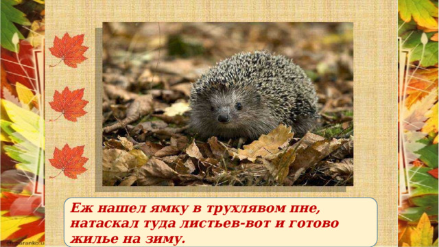 Еж нашел ямку в трухлявом пне, натаскал туда листьев-вот и готово жилье на зиму. 