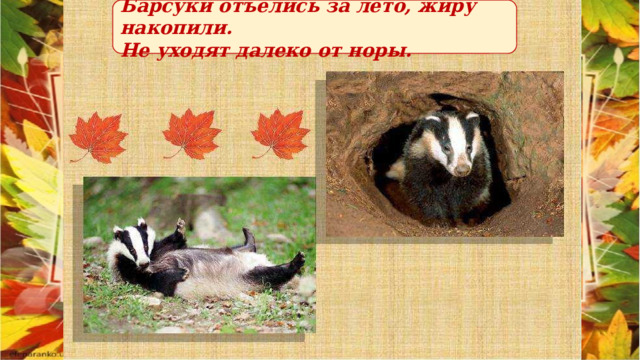 Барсуки отъелись за лето, жиру накопили. Не уходят далеко от норы. 