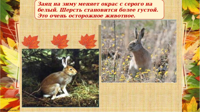 Заяц на зиму меняет окрас с серого на белый. Шерсть становится более густой. Это очень осторожное животное. 