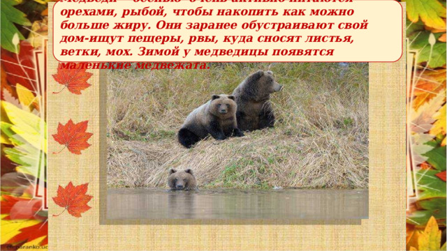 Медведи осенью очень активно питаются орехами, рыбой, чтобы накопить как можно больше жиру. Они заранее обустраивают свой дом-ищут пещеры, рвы, куда сносят листья, ветки, мох. Зимой у медведицы появятся маленькие медвежата. 