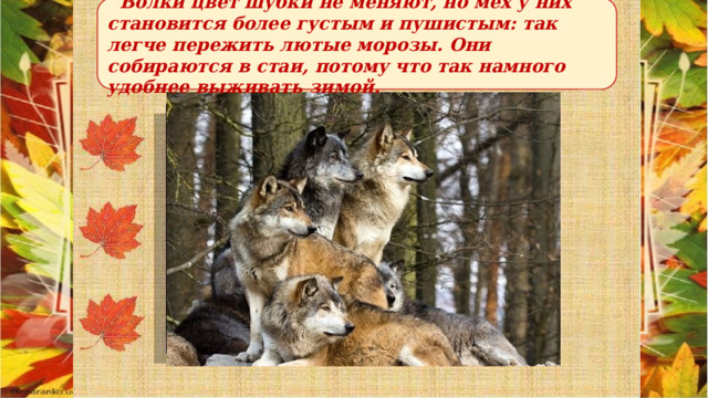  Волки цвет шубки не меняют, но мех у них становится более густым и пушистым: так легче пережить лютые морозы. Они собираются в стаи, потому что так намного удобнее выживать зимой. 