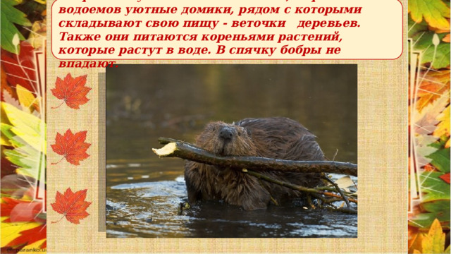 Бобры живут большими семьями, строят около водоемов уютные домики, рядом с которыми складывают свою пищу - веточки деревьев. Также они питаются кореньями растений, которые растут в воде. В спячку бобры не впадают. 