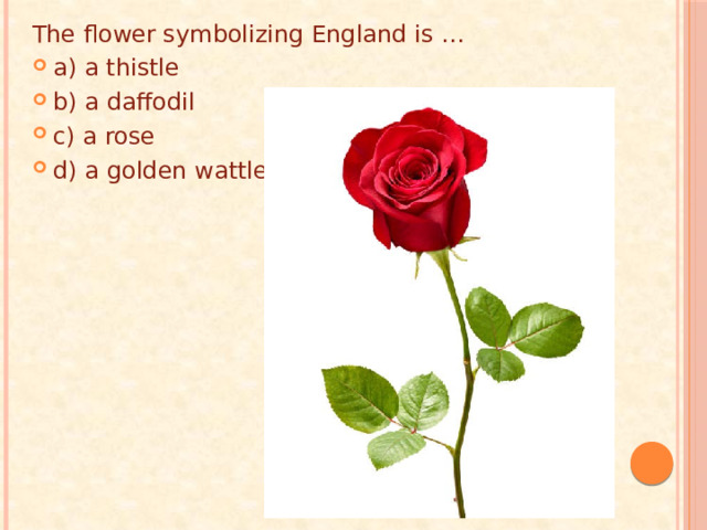 The flower symbolizing England is … a) a thistle b) a daffodil c) a rose d) a golden wattle 