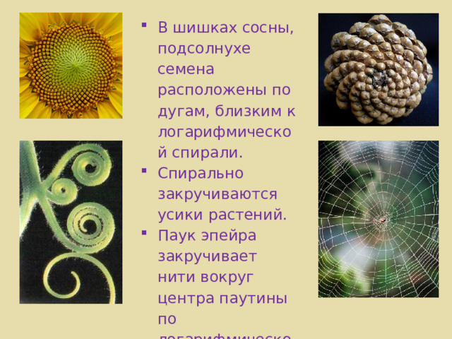 В шишках сосны, подсолнухе семена расположены по дугам, близким к логарифмической спирали. Спирально закручиваются усики растений. Паук эпейра закручивает нити вокруг центра паутины по логарифмической спирали. 