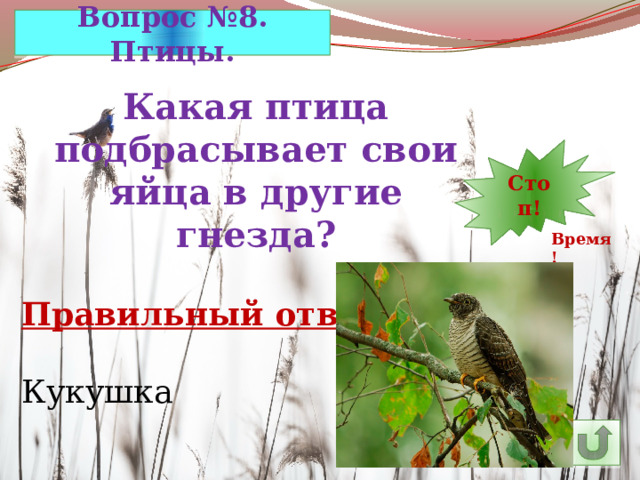 Вопрос №8. Птицы. Какая птица подбрасывает свои яйца в другие гнезда? 7 12 11 10 9 8 5 6 14 4 3 2 1 Стоп! 30 13 15 24 29 28 27 26 16 25 23 22 21 20 19 18 17 Время! Правильный ответ: Кукушка 