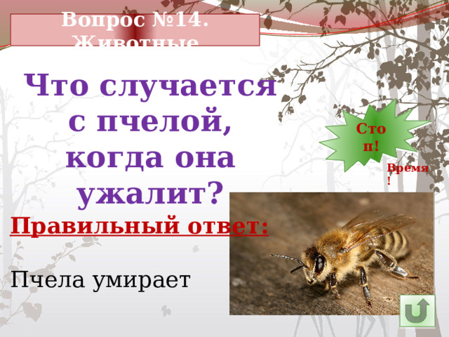 Вопрос №14. Животные Что случается с пчелой, когда она ужалит? 13 30 Стоп! 1 2 3 4 5 6 7 8 9 10 11 29 12 14 23 28 27 26 25 15 24 22 21 20 19 18 17 16 Время! Правильный ответ: Пчела умирает 