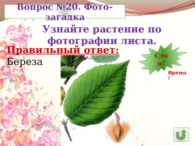 Вопрос №20. Фото-загадка Узнайте растение по фотографии листа. 6 11 10 9 8 7 4 5 30 3 2 1 Стоп! Правильный ответ: 12 13 14 23 29 28 27 26 25 15 24 22 21 20 19 18 17 16 Береза Время! 