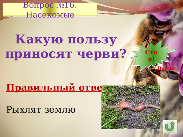 Вопрос №16. Насекомые Какую пользу приносят черви? 7 12 11 10 9 8 5 6 14 4 3 2 1 Стоп! 30 13 15 24 29 28 27 26 16 25 23 22 21 20 19 18 17 Время! Правильный ответ: Рыхлят землю 