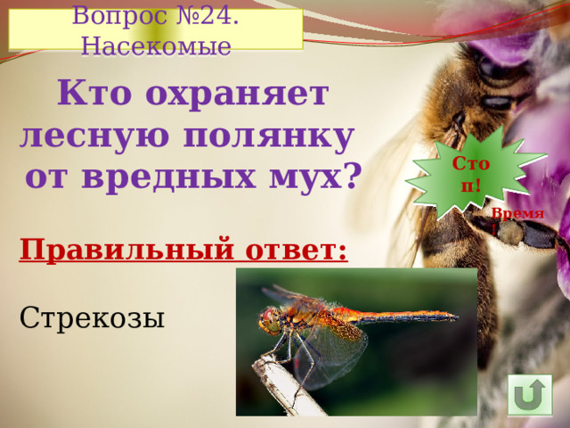 Вопрос №24. Насекомые Кто охраняет лесную полянку от вредных мух? Стоп! 1 2 3 4 14 6 7 8 9 10 11 12 5 13 15 24 30 29 28 27 16 25 26 23 22 21 20 19 18 17 Время! Правильный ответ: Стрекозы 