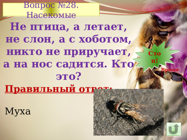 Вопрос №28. Насекомые Не птица, а летает, не слон, а с хоботом, никто не приручает, а на нос садится. Кто это? 7 12 11 10 9 8 5 6 14 4 3 2 1 Стоп! 30 13 15 24 29 28 27 26 16 25 23 22 21 20 19 18 17 Время! Правильный ответ: Муха 