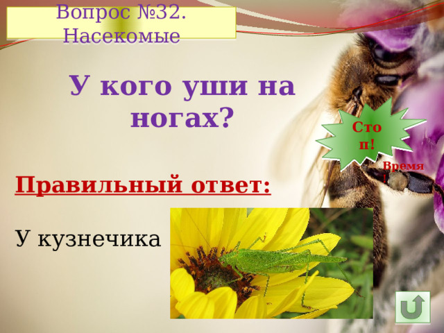 Вопрос №32. Насекомые У кого уши на ногах? 7 12 11 10 9 8 5 6 14 4 3 2 1 Стоп! 30 13 15 24 29 28 27 26 16 25 23 22 21 20 19 18 17 Время! Правильный ответ: У кузнечика 