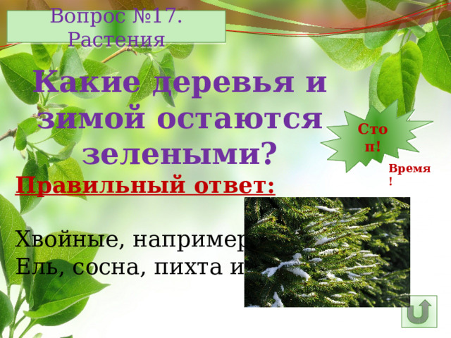 Вопрос №17. Растения Какие деревья и зимой остаются зелеными? 7 12 11 10 9 8 6 15 5 4 3 2 1 Стоп! 14 13 16 25 30 29 28 17 26 27 24 23 22 21 20 19 18 Время! Правильный ответ: Хвойные, например: Ель, сосна, пихта и др. 
