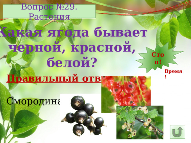 Вопрос №29. Растения Какая ягода бывает черной, красной, белой? 7 12 11 10 9 8 6 15 5 4 3 2 1 Стоп! 14 13 16 25 30 29 28 17 26 27 24 23 22 21 20 19 18 Время! Правильный ответ: Смородина 