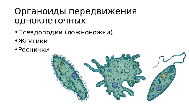 Органоиды передвижения одноклеточных Псевдоподии (ложноножки) Жгутики Реснички  