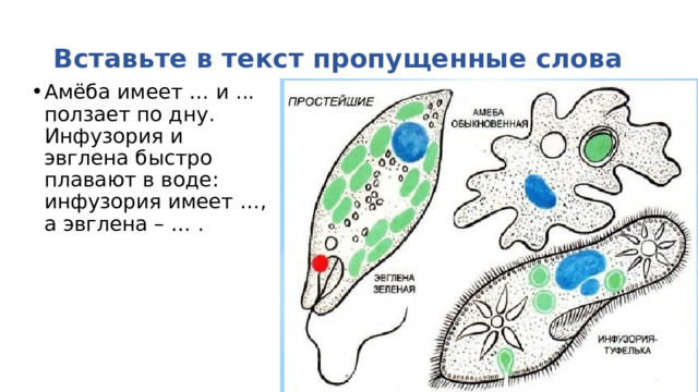 Вставьте в текст пропущенные слова Амёба имеет … и ... ползает по дну. Инфузория и эвглена быстро плавают в воде: инфузория имеет …, а эвглена – … . 